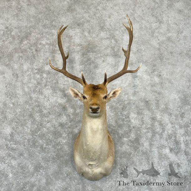 Fallow Deer Shoulder Mount For Sale #28012 @ The Taxidermy Store