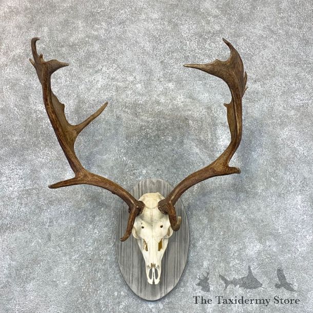 Fallow Deer Skull Antler European Mount For Sale #22650 @ The Taxidermy Store