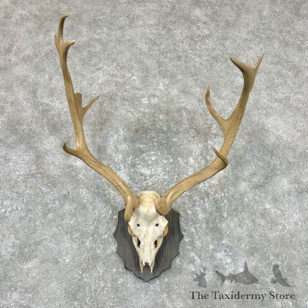 Fallow Deer Skull Antler European Mount For Sale #26950 @ The Taxidermy Store