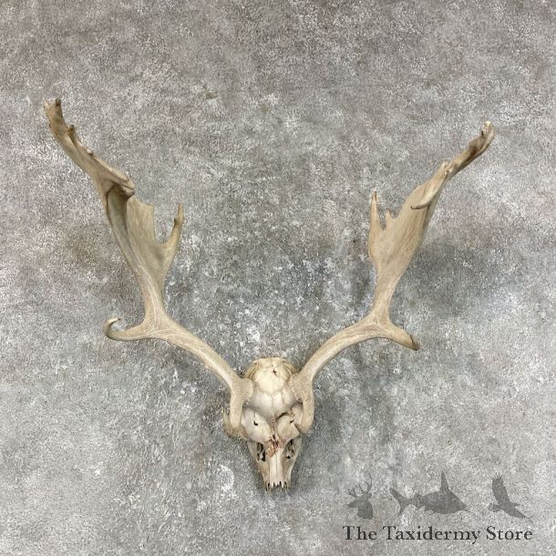 Fallow Deer Skull Antler European Mount For Sale #25720 @ The Taxidermy Store