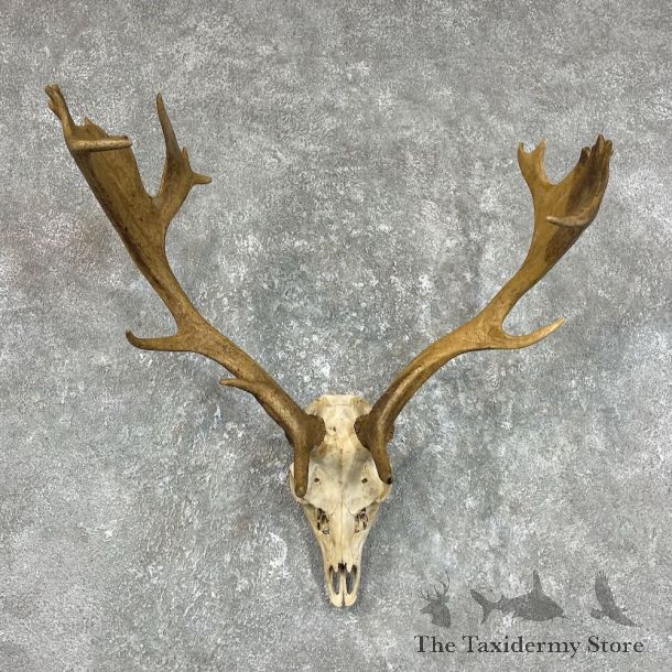 Fallow Deer Skull Antler European Mount For Sale #25721 @ The Taxidermy Store