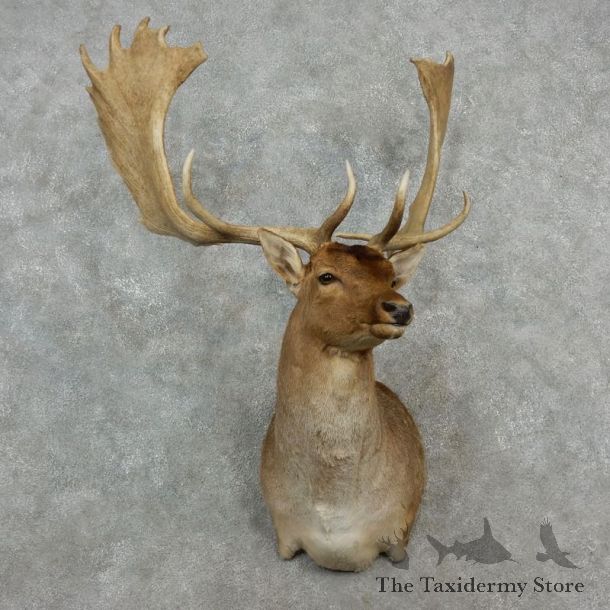 Fallow Deer Shoulder Mount For Sale #17250 @ The Taxidermy Store