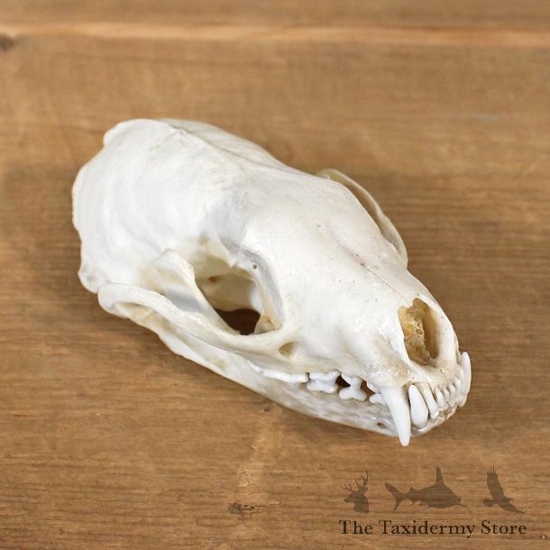 Fisher Taxidermy Full Skull Mount #12132 For Sale @ The Taxidermy Store