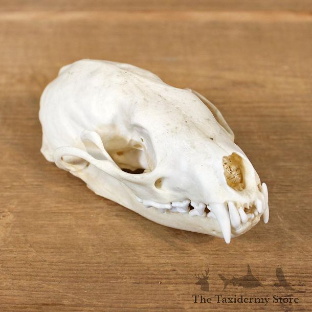 Fisher Taxidermy Full Skull Mount #12133 For Sale @ The Taxidermy Store
