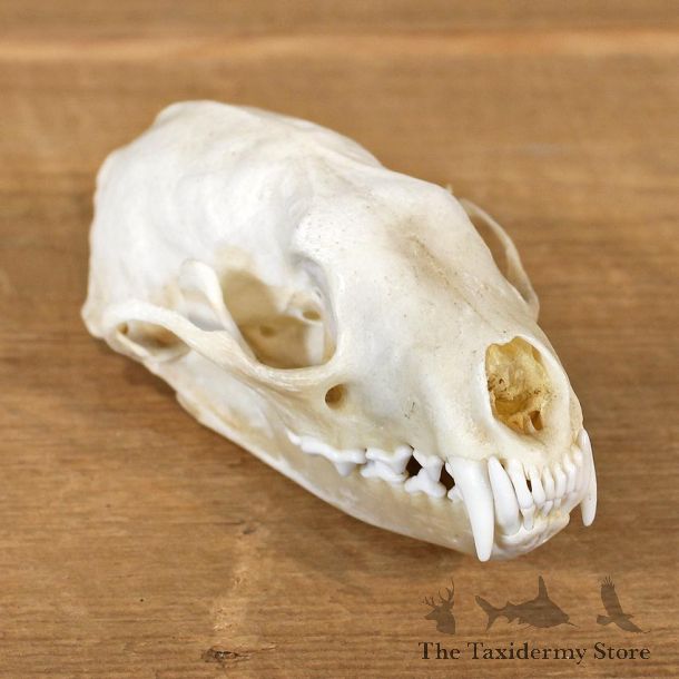 Fisher Taxidermy Full Skull Mount #12134 For Sale @ The Taxidermy Store