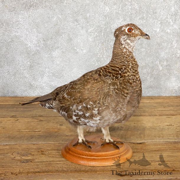 Female Blue Grouse Bird Mount For Sale #19784 @ The Taxidermy Store