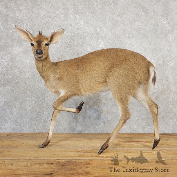 Female Bush Duiker Life-Size Taxidermy Mount For Sale #21116 @ The Taxidermy Store