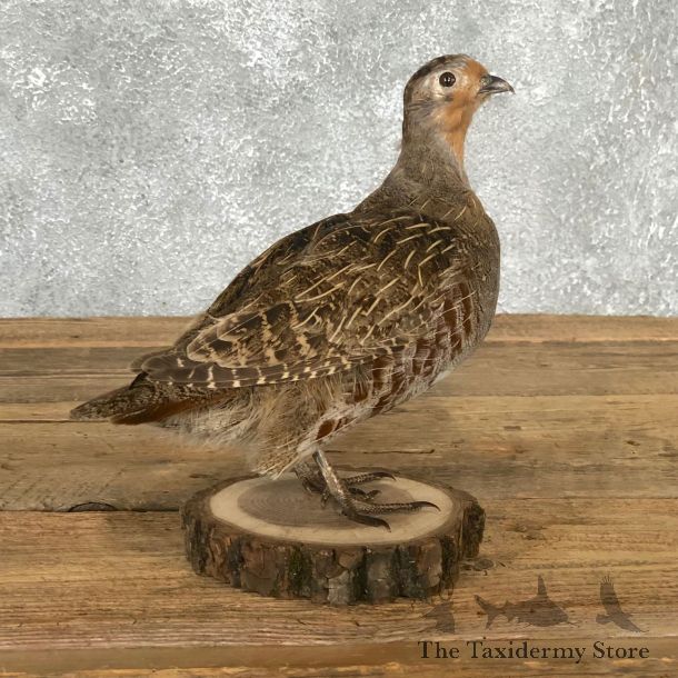 Hungarian Partridge Bird Mount For Sale #19798 @ The Taxidermy Store
