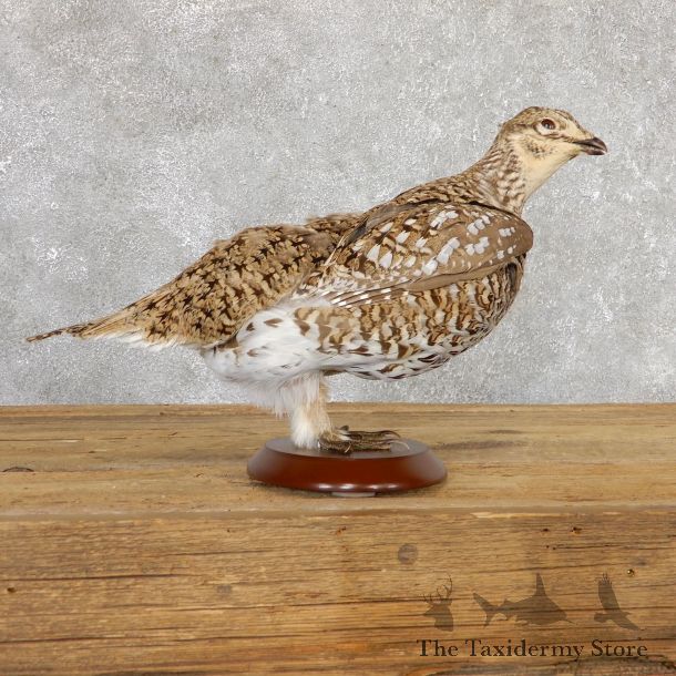 Female Greater Sage Grouse Bird Mount For Sale #19782 @ The Taxidermy Store