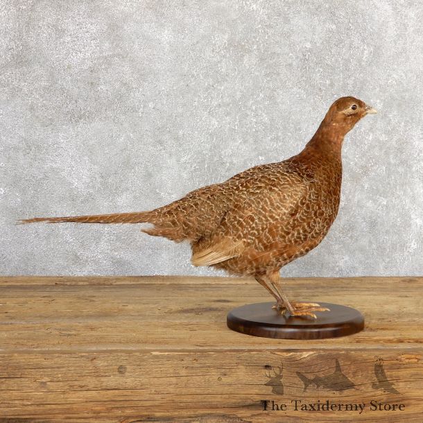Female Green Pheasant Taxidermy Mount  #19785 For Sale @ The Taxidermy Store