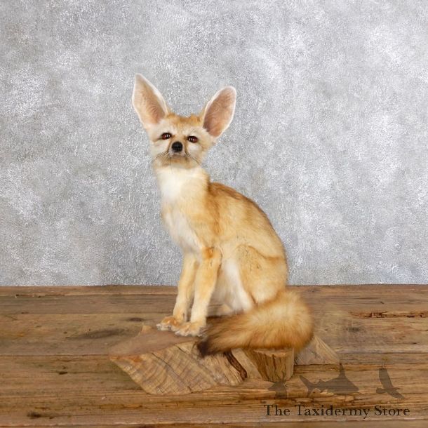 Fennec Fox Life-Size Mount For Sale #18573 @ The Taxidermy Store
