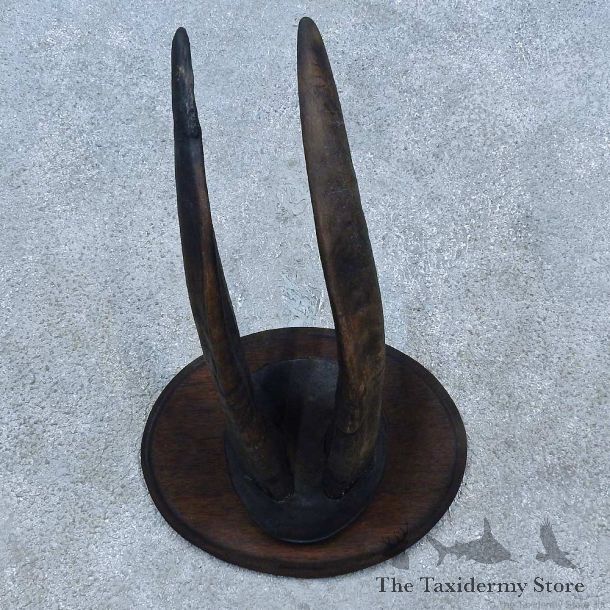 Feral Goat Horn Plaque Mount For Sale #15493 @ The Taxidermy Store