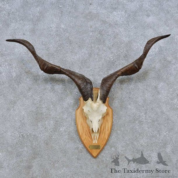 Feral Goat Skull European Mount For Sale #14499 @ The Taxidermy Store