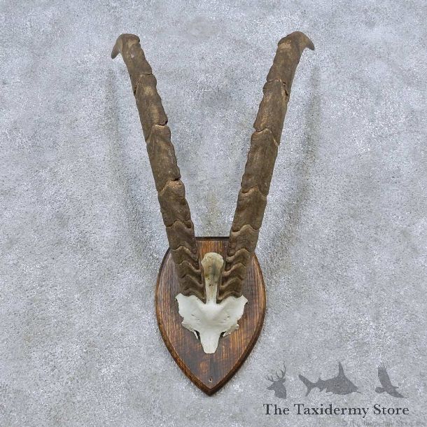 Feral Goat Horn Plaque Taxidermy Mount For Sale #14497 @ The Taxidermy Store