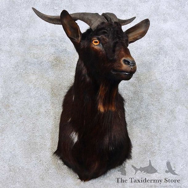 Feral Goat Shoulder Mount For Sale #15913 @ The Taxidermy Store