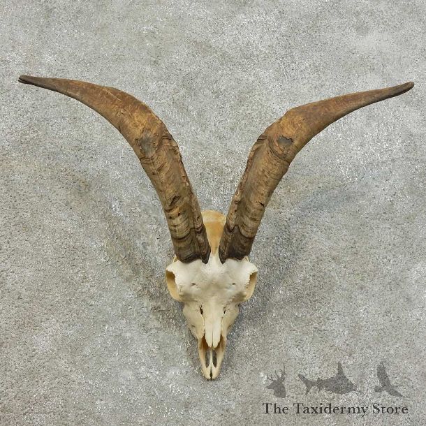 Feral Goat Skull European Mount For Sale #16012 @ The Taxidermy Store
