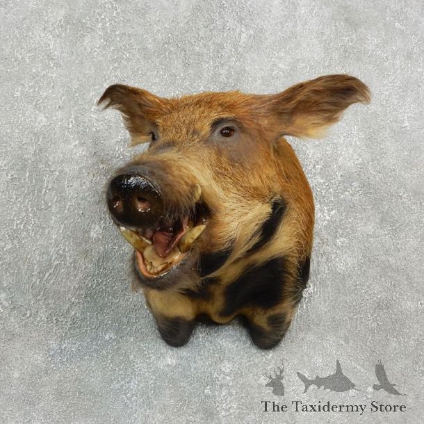 Feral Boar Shoulder Mount For Sale #17638 @ The Taxidermy Store