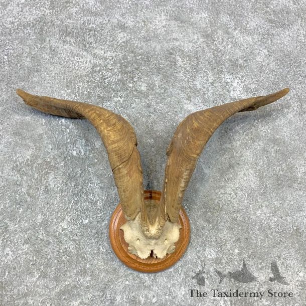 Feral Goat Plaque Mount For Sale #23281 @ The Taxidermy Store