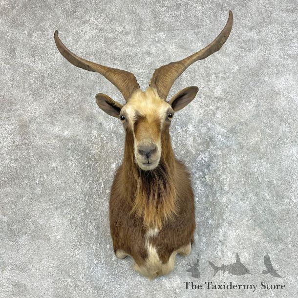 Feral Goat Shoulder Mount For Sale #25739 @ The Taxidermy Store