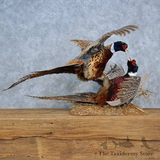 Fighting Ringneck Pheasants Mount For Sale #15409 @ The Taxidermy Store