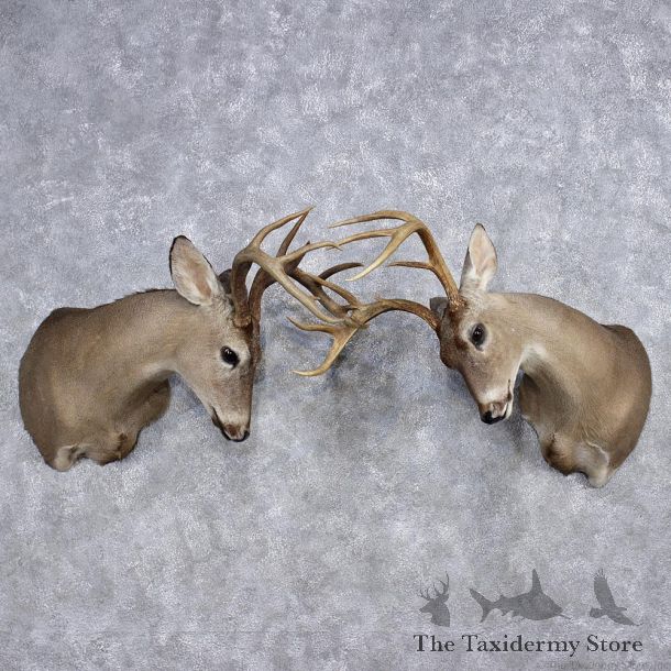 Fighting Whitetail Deer Shoulder Mounts #12378 For Sale @ The Taxidermy Store
