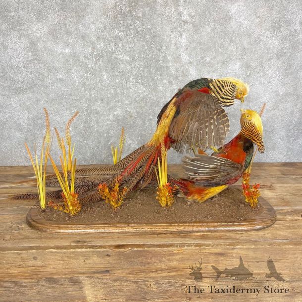 Fighting Golden Pheasant Scene For Sale #24690 @ The Taxidermy Store