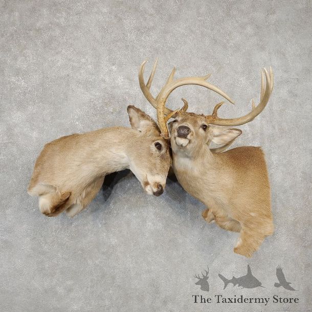 Fighting Whitetail Deer Shoulder Mounts #21089 For Sale @ The Taxidermy Store