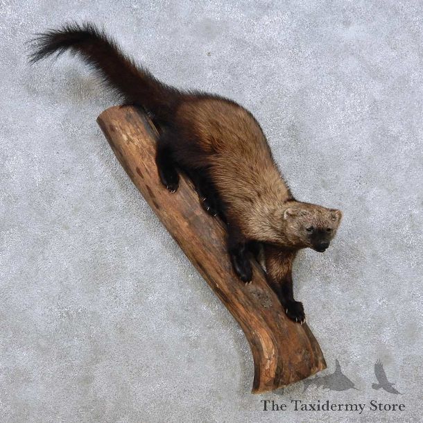 Perched Fisher Mount For Sale #14240 @ The Taxidermy Store