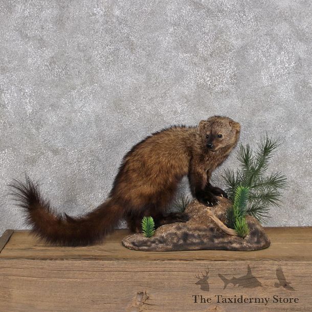 Fisher Life Size Taxidermy Mount #12314 For Sale @ The Taxidermy Store