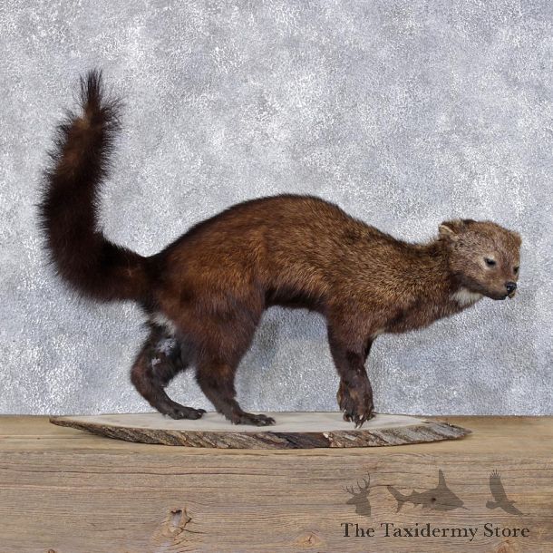 Fisher Life Size Taxidermy Mount #12405 For Sale @ The Taxidermy Store