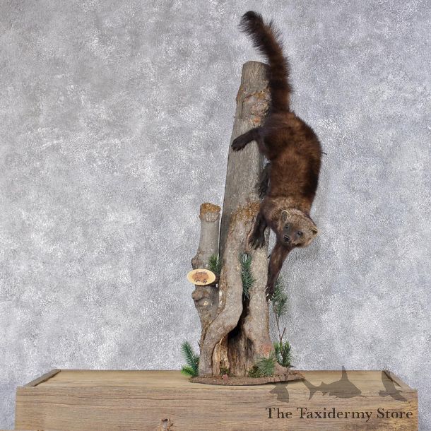 Fisher Life Size Taxidermy Mount #12406 For Sale @ The Taxidermy Store