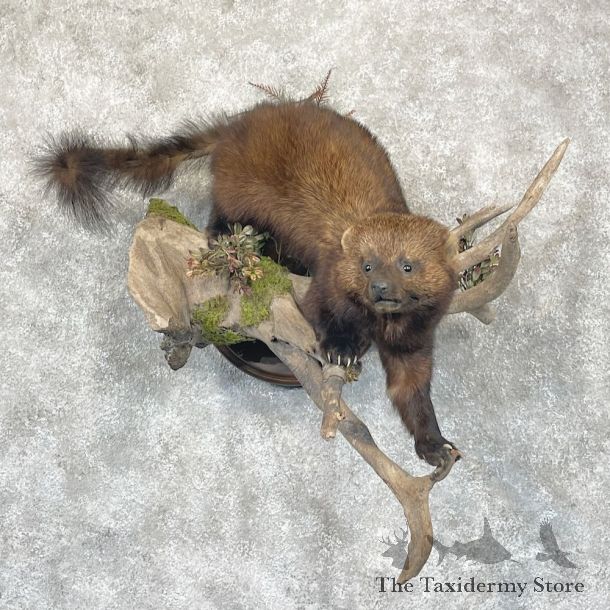 Fisher Life-Size Mount For Sale #28258 @ The Taxidermy Store