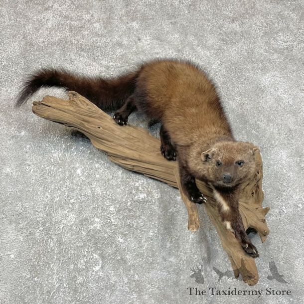 Fisher Life-Size Taxidermy Mount #25256 For Sale @ The Taxidermy Store