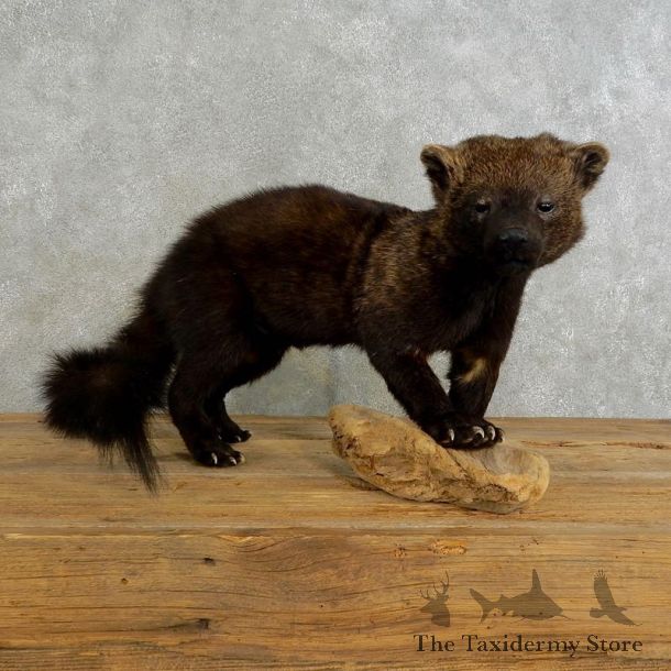 Fisher Life Size Taxidermy Mount #17218 For Sale @ The Taxidermy Store
