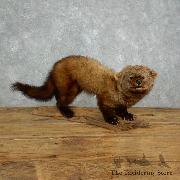 Fisher Life Size Taxidermy Mount #18007 For Sale @ The Taxidermy Store
