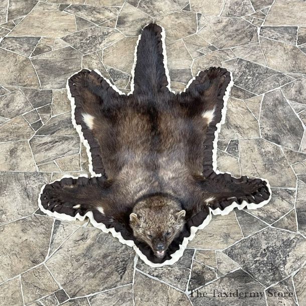 Fisher Full Size Taxidermy Rug Mount #25594 For Sale @ The Taxidermy Store