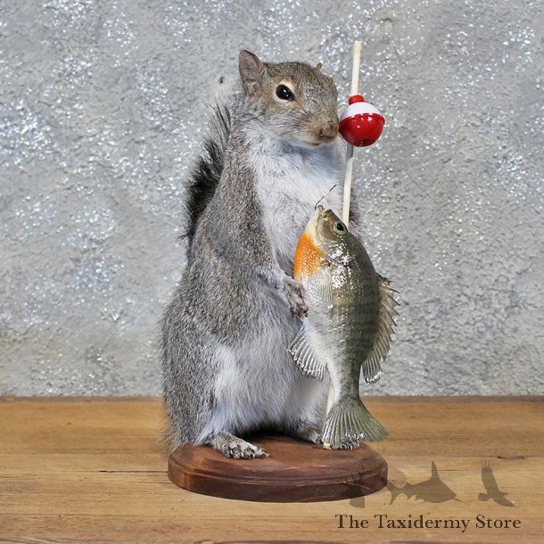 Novelty Fishing Squirrel Mount #11934 For Sale @ The Taxidermy Store