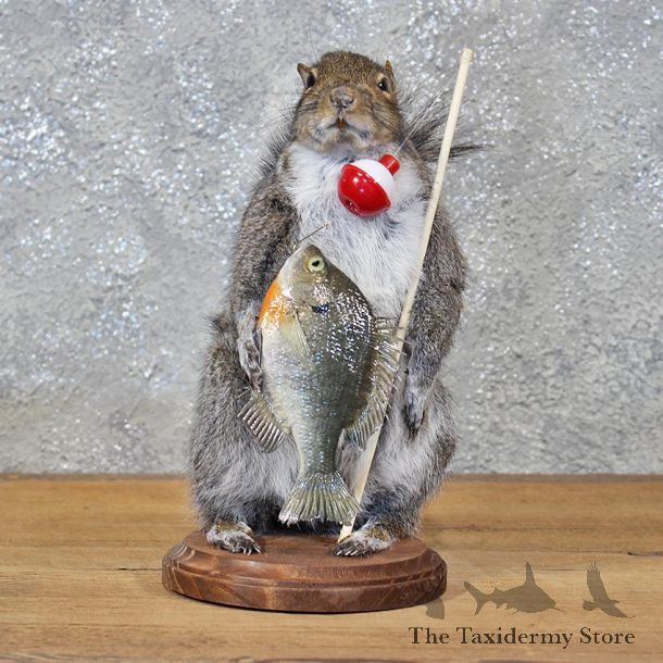 Novelty Fishing Gray Squirrel Mount #11935 For Sale @ The Taxidermy Store