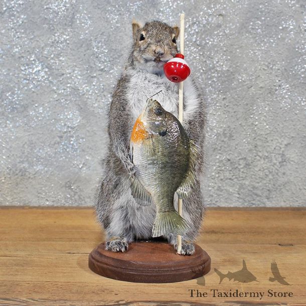 Novelty Fishing Gray Squirrel Mount #11936 For Sale @ The Taxidermy Store