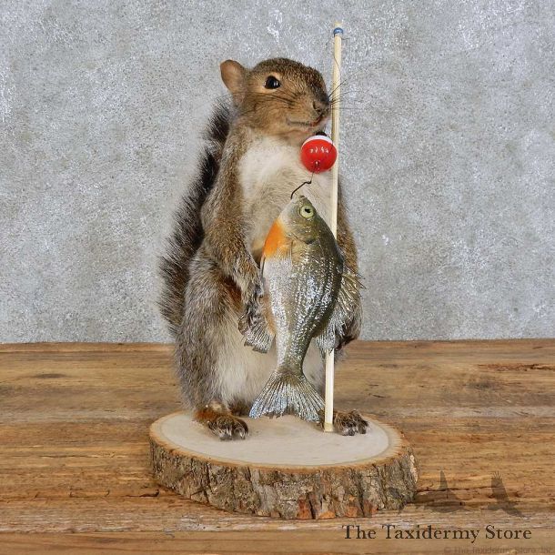 Fishing Squirrel Novelty Mount For Sale #15952 @ The Taxidermy Store