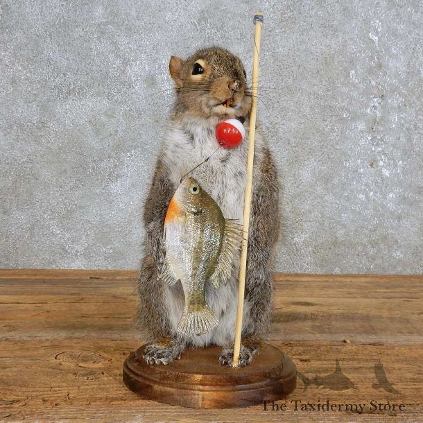 Fishing Squirrel Novelty Mount For Sale #15953 @ The Taxidermy Store