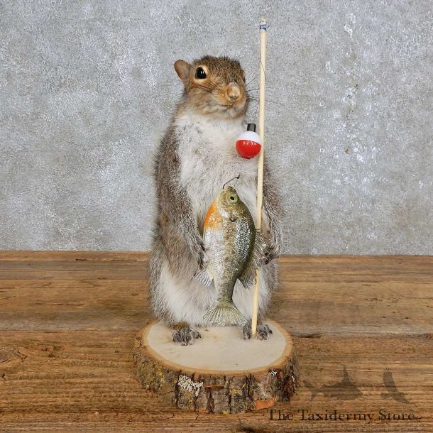 Fishing Squirrel Novelty Mount For Sale #15954 @ The Taxidermy Store