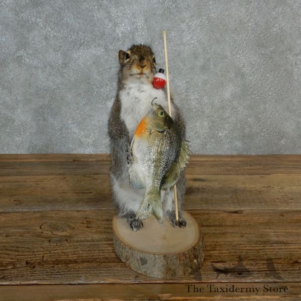 Fishing Squirrel Novelty Mount For Sale #17127 @ The Taxidermy Store