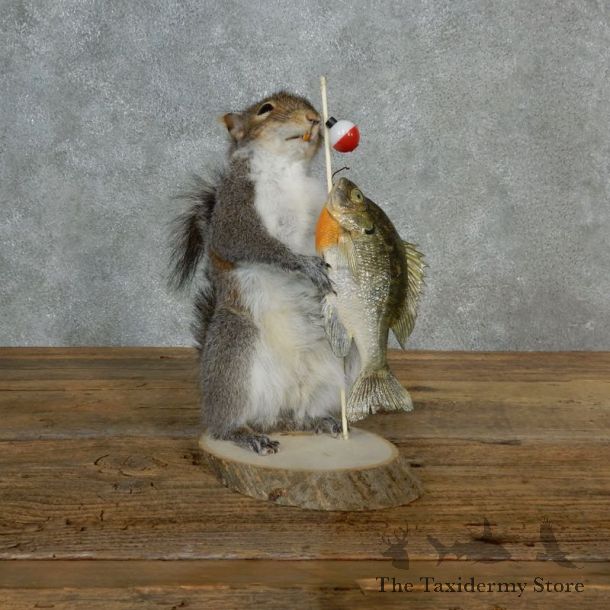 Fishing Squirrel Novelty Mount For Sale #17130 @ The Taxidermy Store