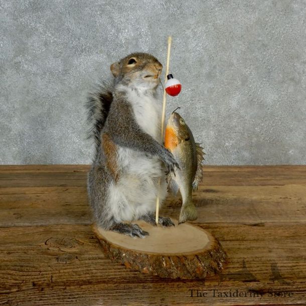 Fishing Squirrel Novelty Mount For Sale #17132 @ The Taxidermy Store