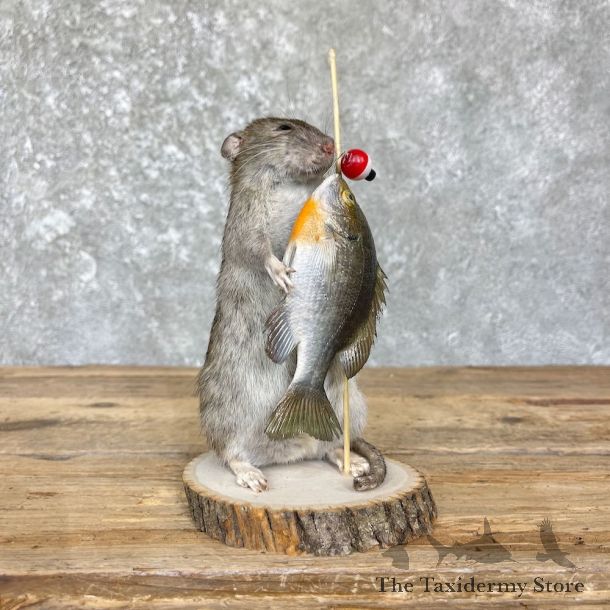 Fishing Rat Novelty Mount For Sale #26378 @ The Taxidermy Store