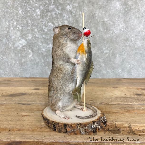 Fishing Rat Novelty Mount For Sale #26380 @ The Taxidermy Store
