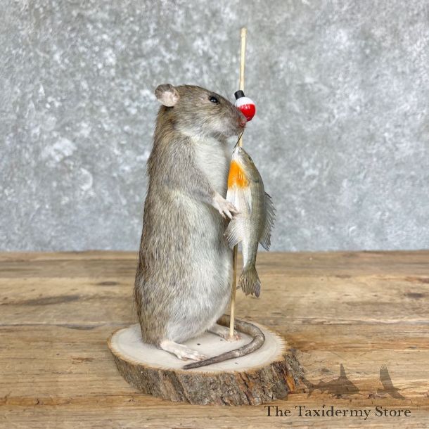 Fishing Rat Novelty Mount For Sale #26383 @ The Taxidermy Store