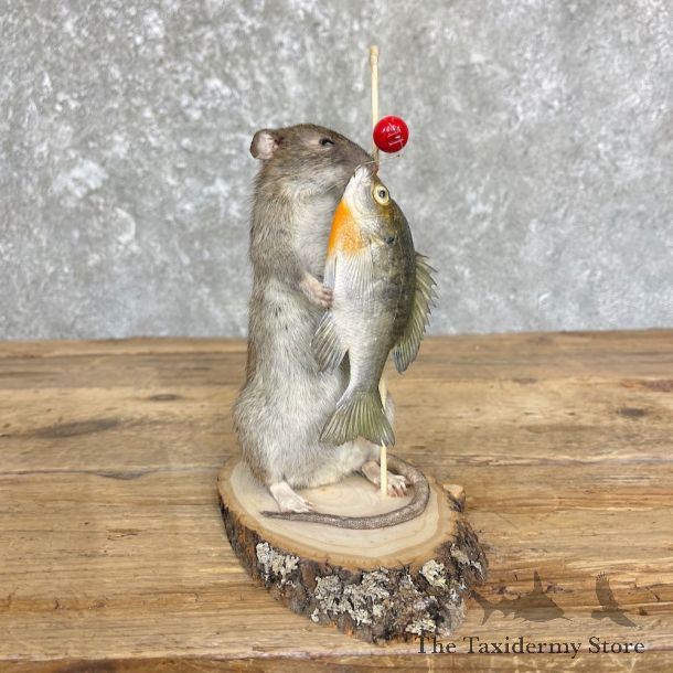 Fishing Rat Novelty Mount For Sale #26635 @ The Taxidermy Store
