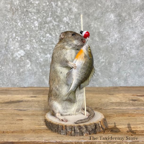 Fishing Rat Novelty Mount For Sale #26640 @ The Taxidermy Store